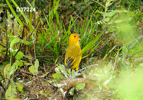 Saffron Finch (Sicalis flaveola)